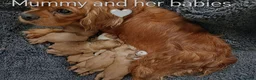 Cavalier King Charles Spaniel dogs for sale: DNA TESTED CAVALIER KING CHARLES  - Advert 1