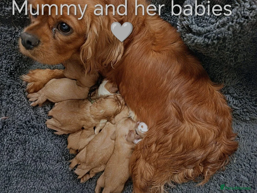 Cavalier King Charles Spaniel dogs for sale: DNA TESTED CAVALIER KING CHARLES  - Advert 1