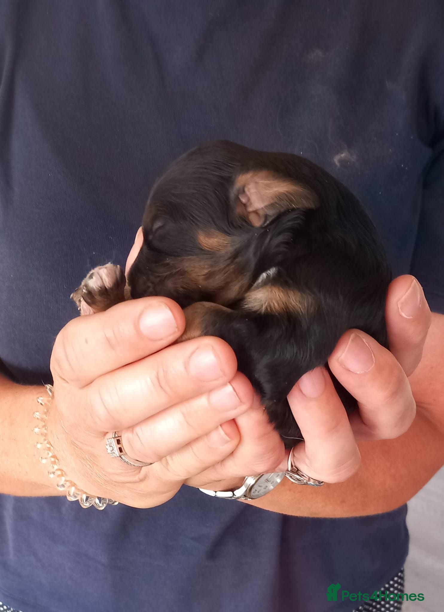 Cavapoo dogs  4 beautiful puppies with unique colours! - Advert 2