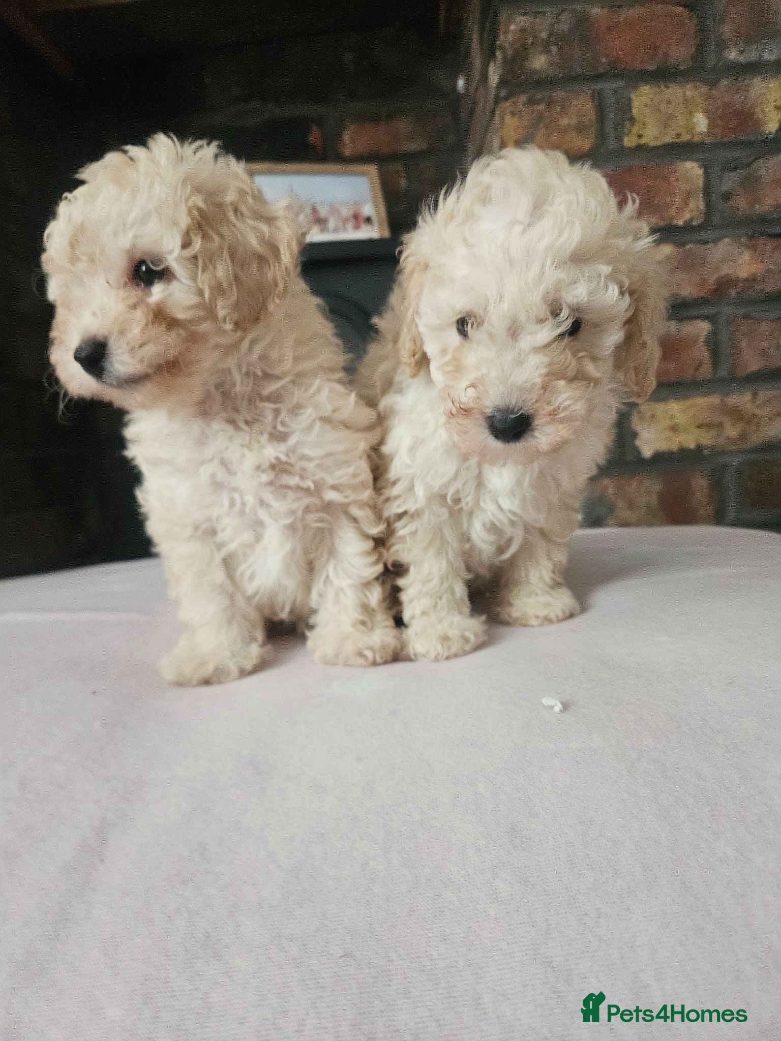 Toy Poodle dogs Toy poodle puppies 🩷💙  - Advert 2