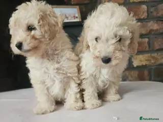 Toy Poodle dogs Toy poodle puppies 🩷💙 - Advert 5