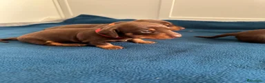 Miniature Dachshund 3