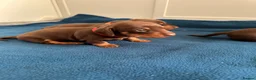 Miniature Dachshund dogs for sale: KC Registered Quality Mini Dachshunds - PRA Clear - Advert 8