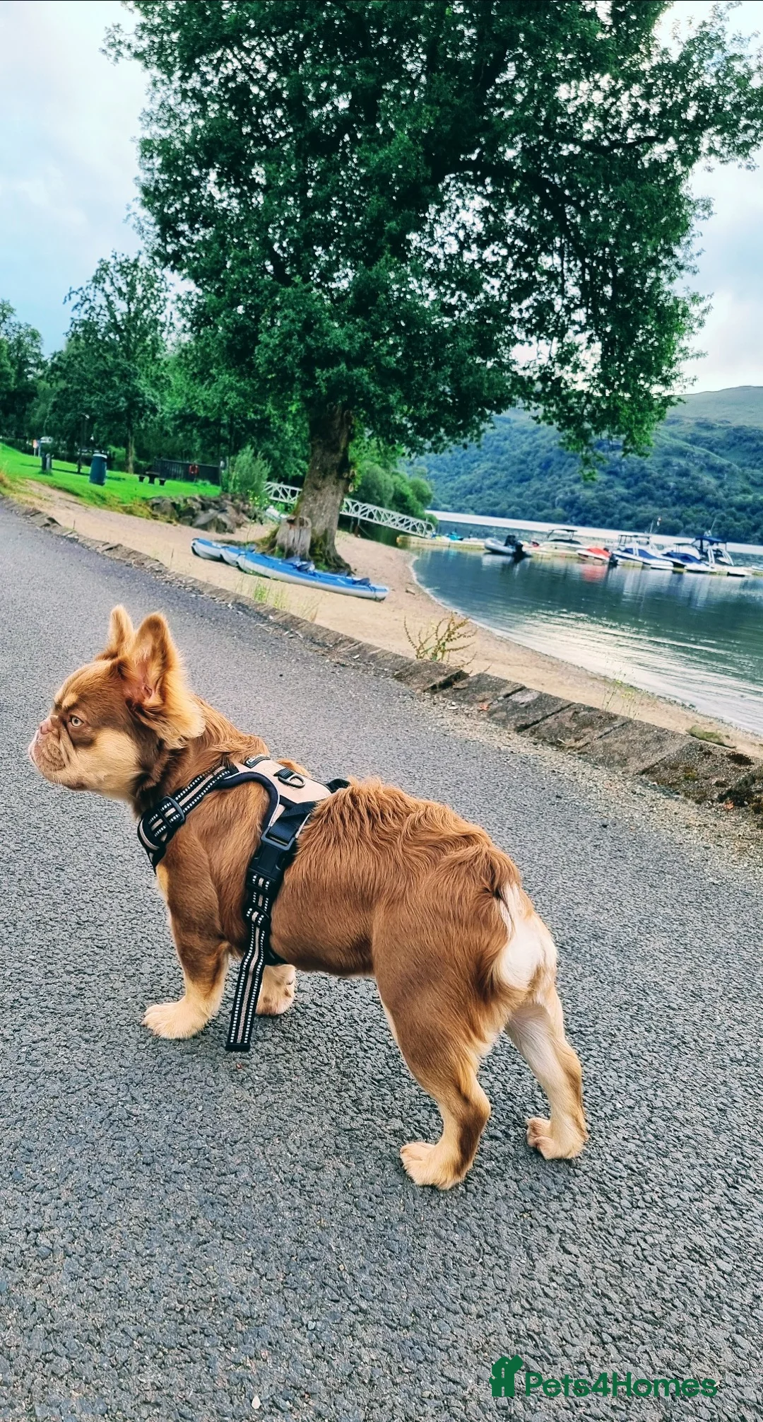 French Bulldog dogs for sale: Fluffy French bulldog Rojo Intensity Girl  - Advert 2