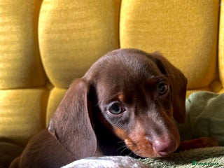 Miniature Dachshund dogs Gorgeous mini Dachshund Boys - Advert 15