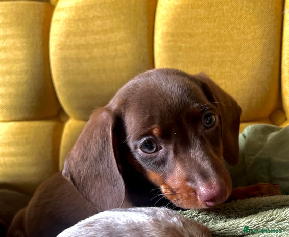 Miniature Dachshund dogs Gorgeous mini Dachshund Boys - Advert 15