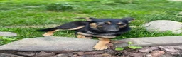 Mixed Breed dogs for adoption: ❤️🐶 GINA – GENTLE PEOPLE, PLAYFUL DOGS in Burton-on-Trent - Advert 12
