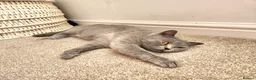British Shorthair cats for sale: Pedigree Blue British Shorthair girl - Advert 9