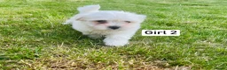 Maltese dogs for sale: Gorgeous Maltese puppies  - Advert 5