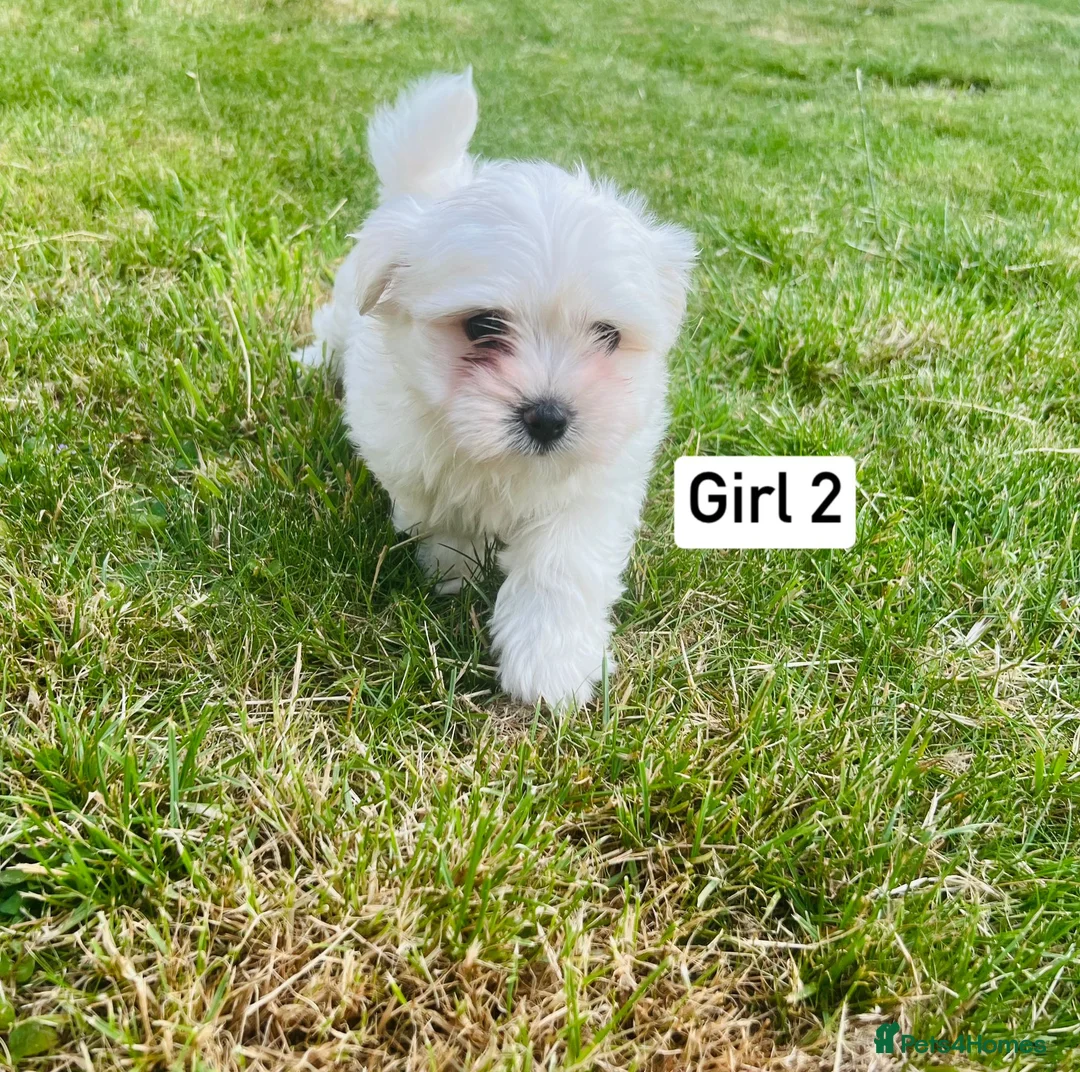 Maltese dogs for sale: Gorgeous Maltese puppies  - Advert 5