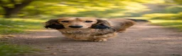 Miniature Dachshund dogs for stud: Unproven 1st mating free mini long - Advert 3