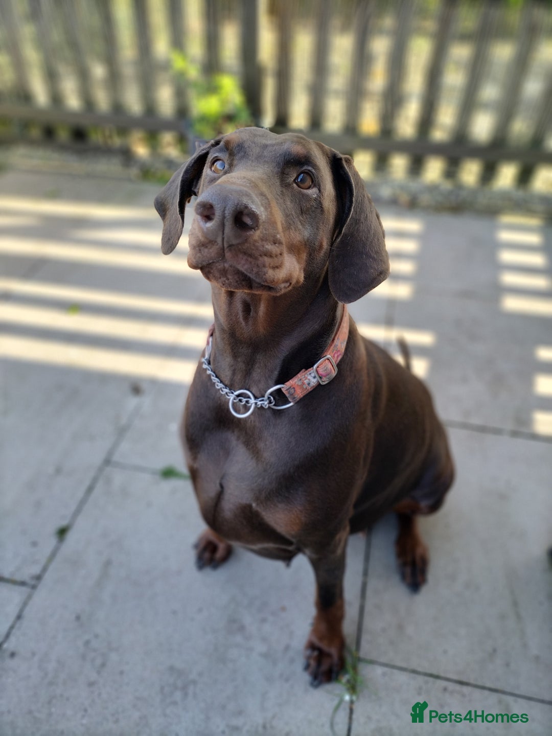 Dobermann dogs for sale: KC Registered Beautiful lady Doberman for rehoming - Advert 4
