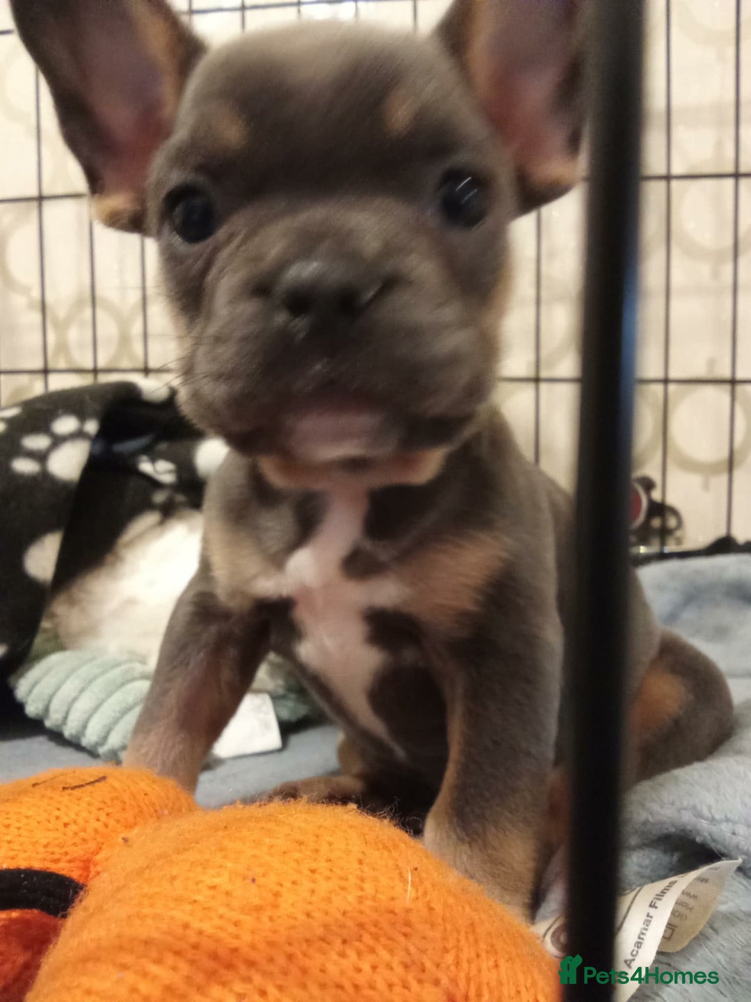 French Bulldog dogs for sale: Full bloodline French bulldog for rehome  - Advert 2