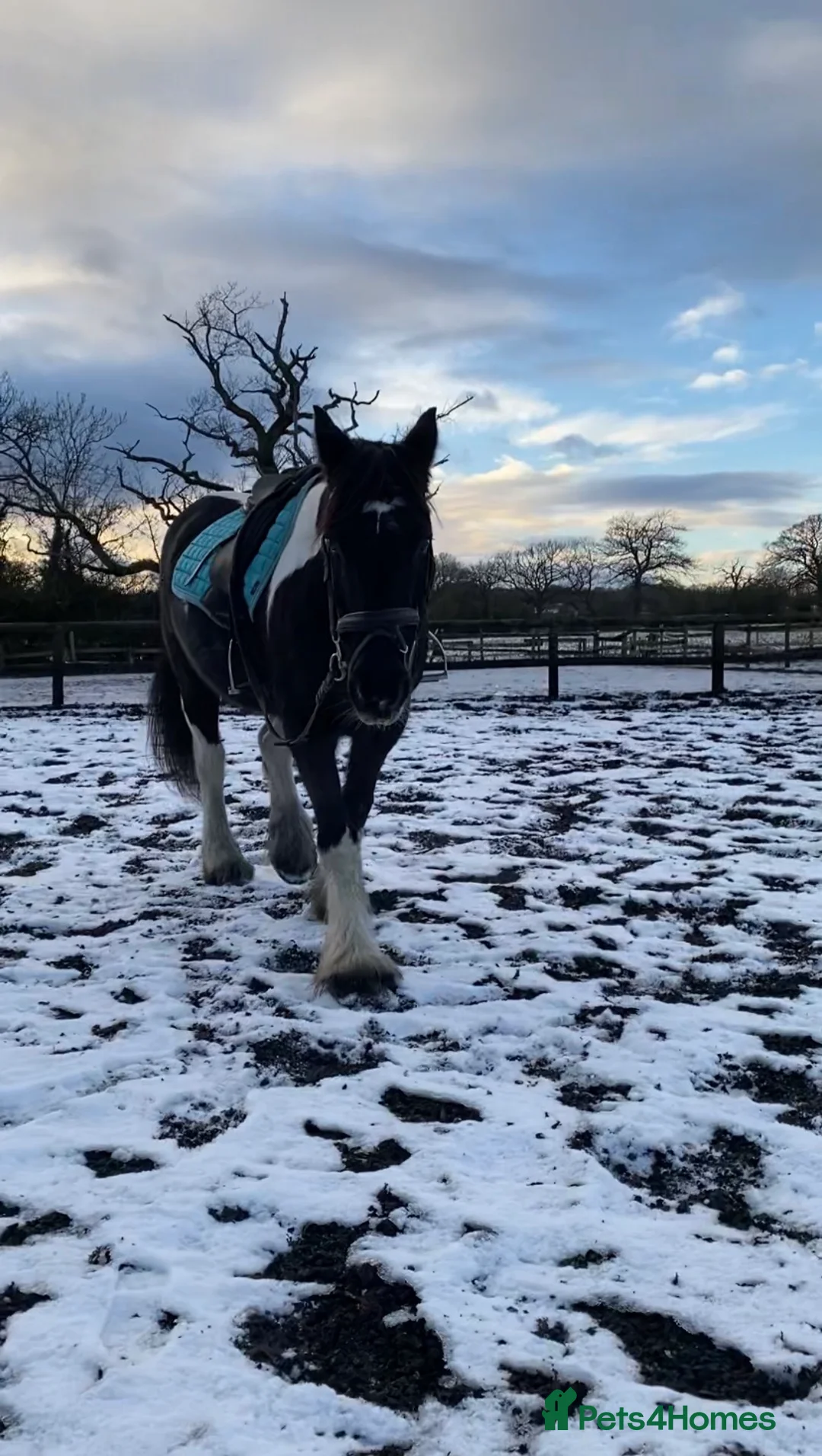Other Breed horses for sale: Rosie 14hh 19yo cob mare,fun low-level all-rounder - Advert 2