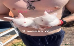 Lionhead rabbits for sale: Female rabbits for sale  - Image 14
