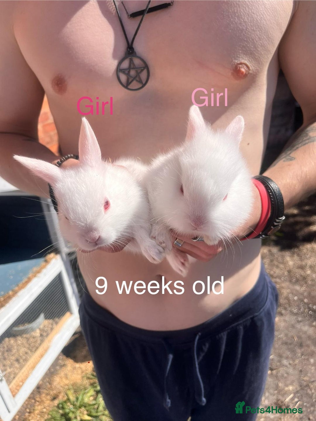 Lionhead rabbits for sale: Female rabbits for sale  - Image 14
