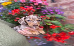 Miniature Dachshund dogs for sale: KC, PRAclear, licensed, health certificates  - Image 7