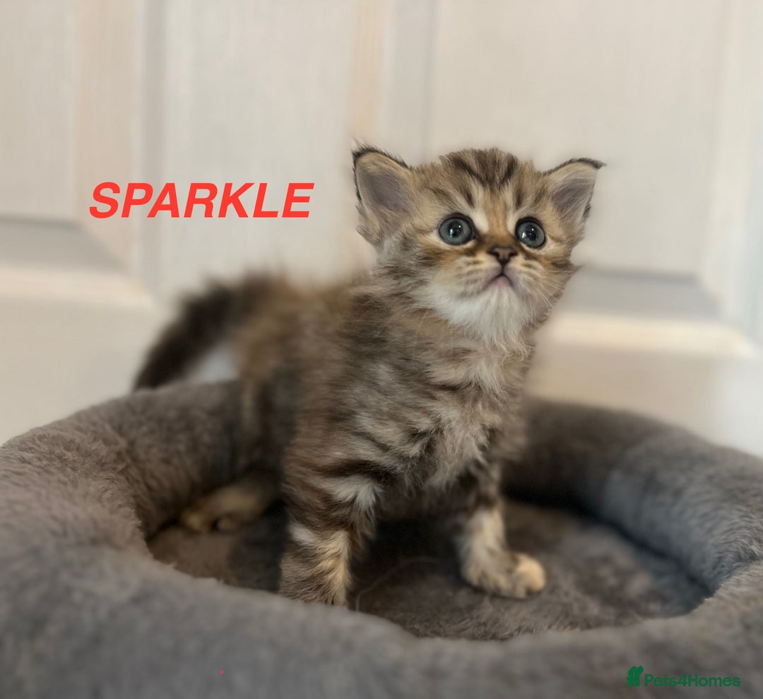 Persian cats for sale: **LAST ONE** Stunning pure Persian Kittens PKD Neg - Image 21