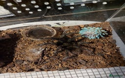 Tarantulas invertebrates for sale: Rehoming Collection of 17 Tarantulas, 1 Scorpion - Image 12