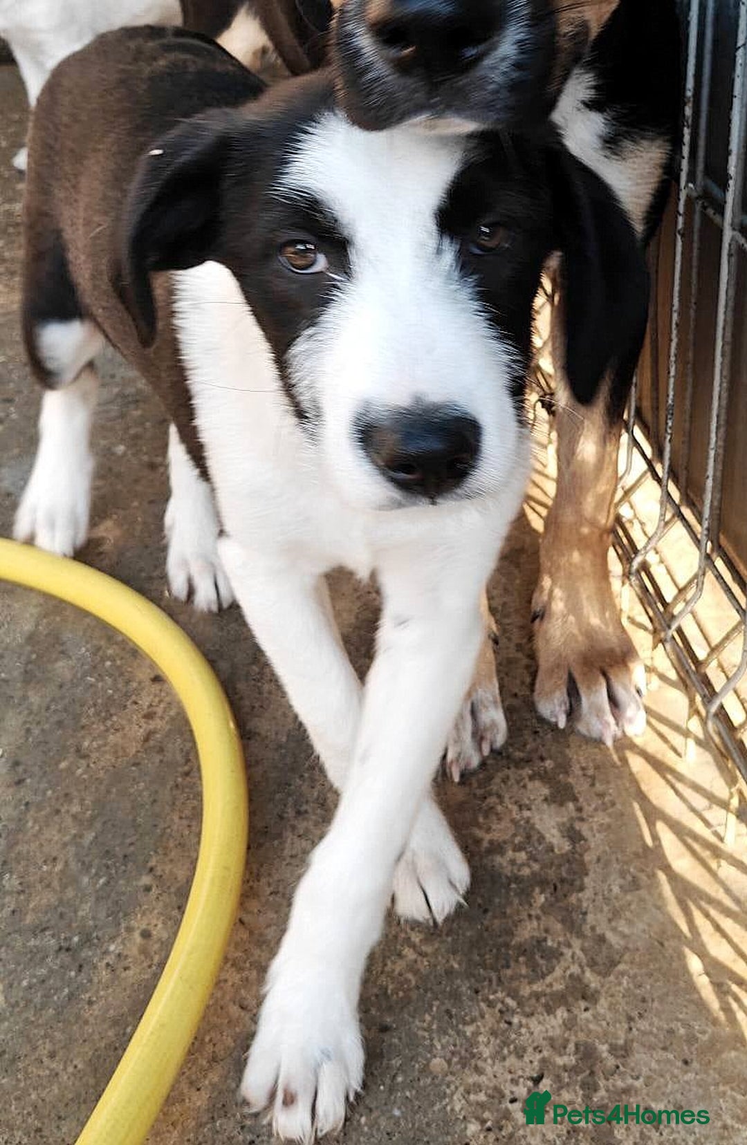 Mixed Breed dogs for adoption: 🐾 Panda – a tender boy with a gentle soul 🐾 - Image 5