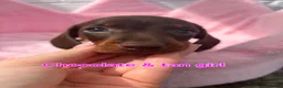 Dachshund dogs for sale: Minature Dachshund pups - Advert 21