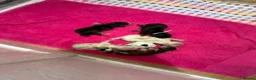 Cocker Spaniel dogs for sale: Gorgeous KC Reg Show Cocker Spaniels  - Advert 4