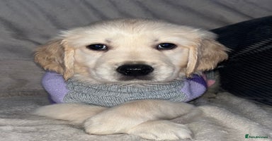 Golden Retriever dogs - Advert 2