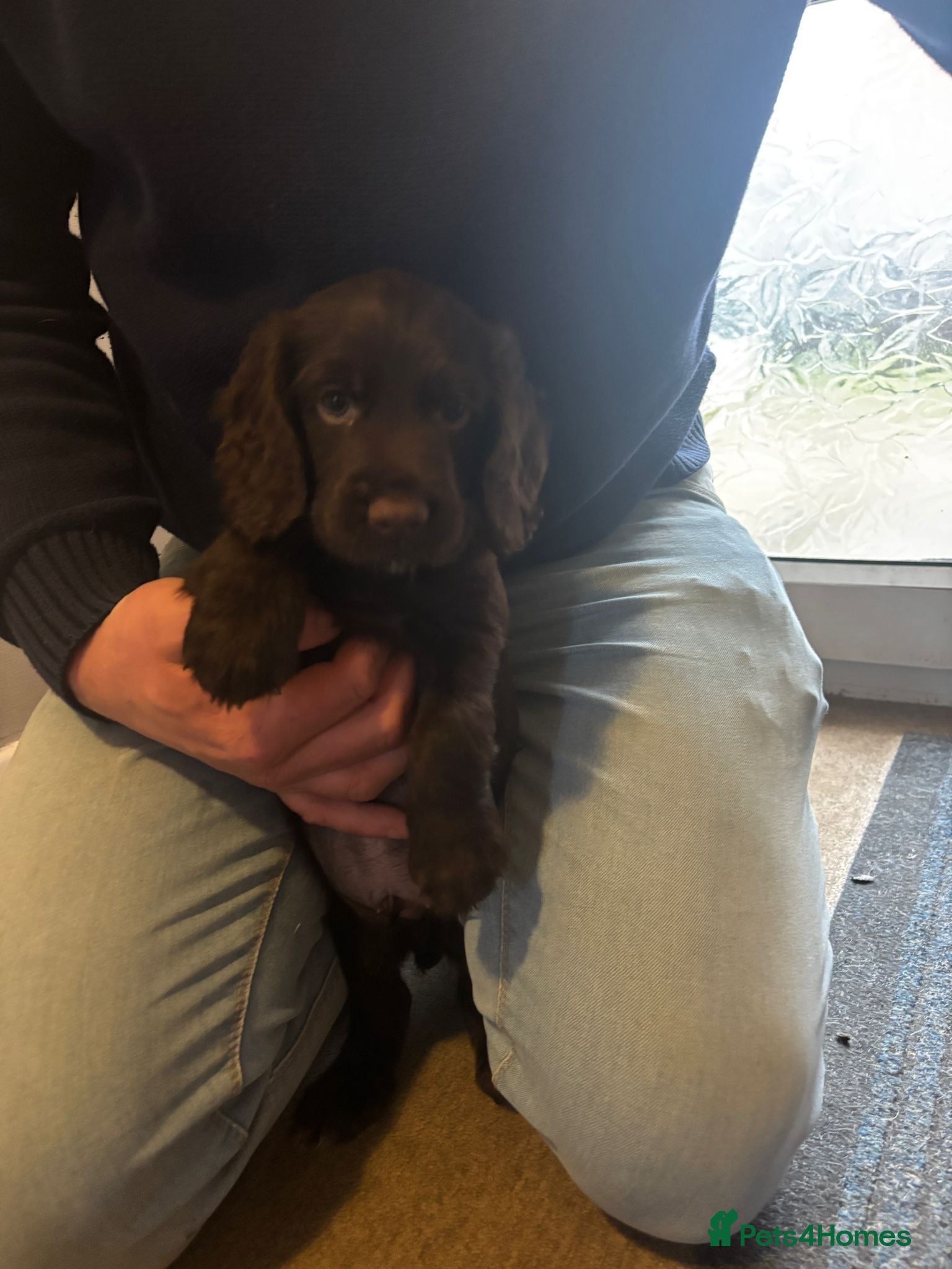 Cocker Spaniel dogs KC reg Working Chocolate Cocker spaniel puppies  - Advert 5