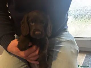 Cocker Spaniel dogs KC reg Working Chocolate Cocker spaniel puppies - Advert 4
