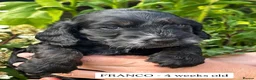 Cockapoo dogs for sale: F1 Cockapoo Tricolour Boys for Sale - Advert 10