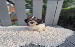 Maltipoo dogs for sale: Dominc C - Image 5