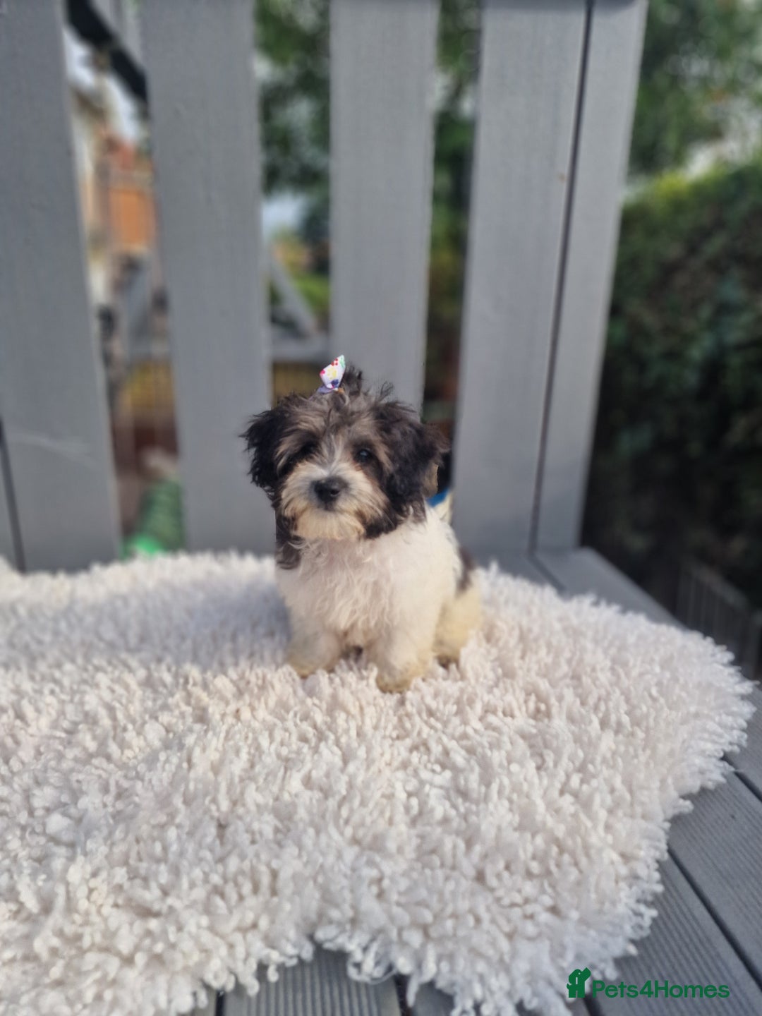 Maltipoo dogs for sale: Dominc C - Image 5