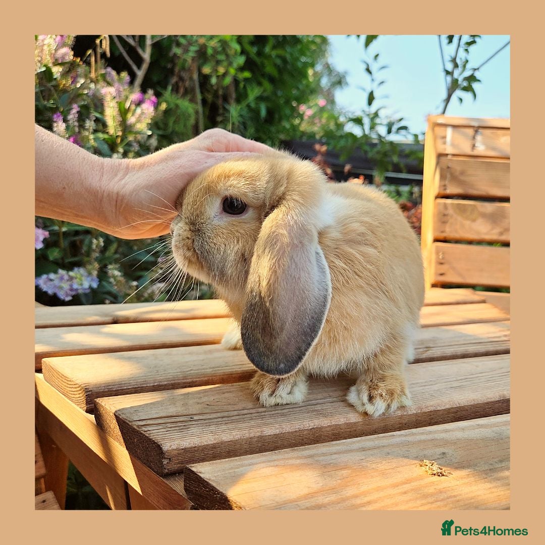 Mini Lop rabbits 🌻 Ready Now 🌻 Friendly Baby Mini Lop Buck 🌻 - Advert 1