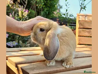 Mini Lop rabbits 🌻 Ready Now 🌻 Friendly Baby Mini Lop Buck 🌻 - Advert 1