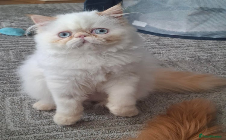 Persian cats - Advert 8