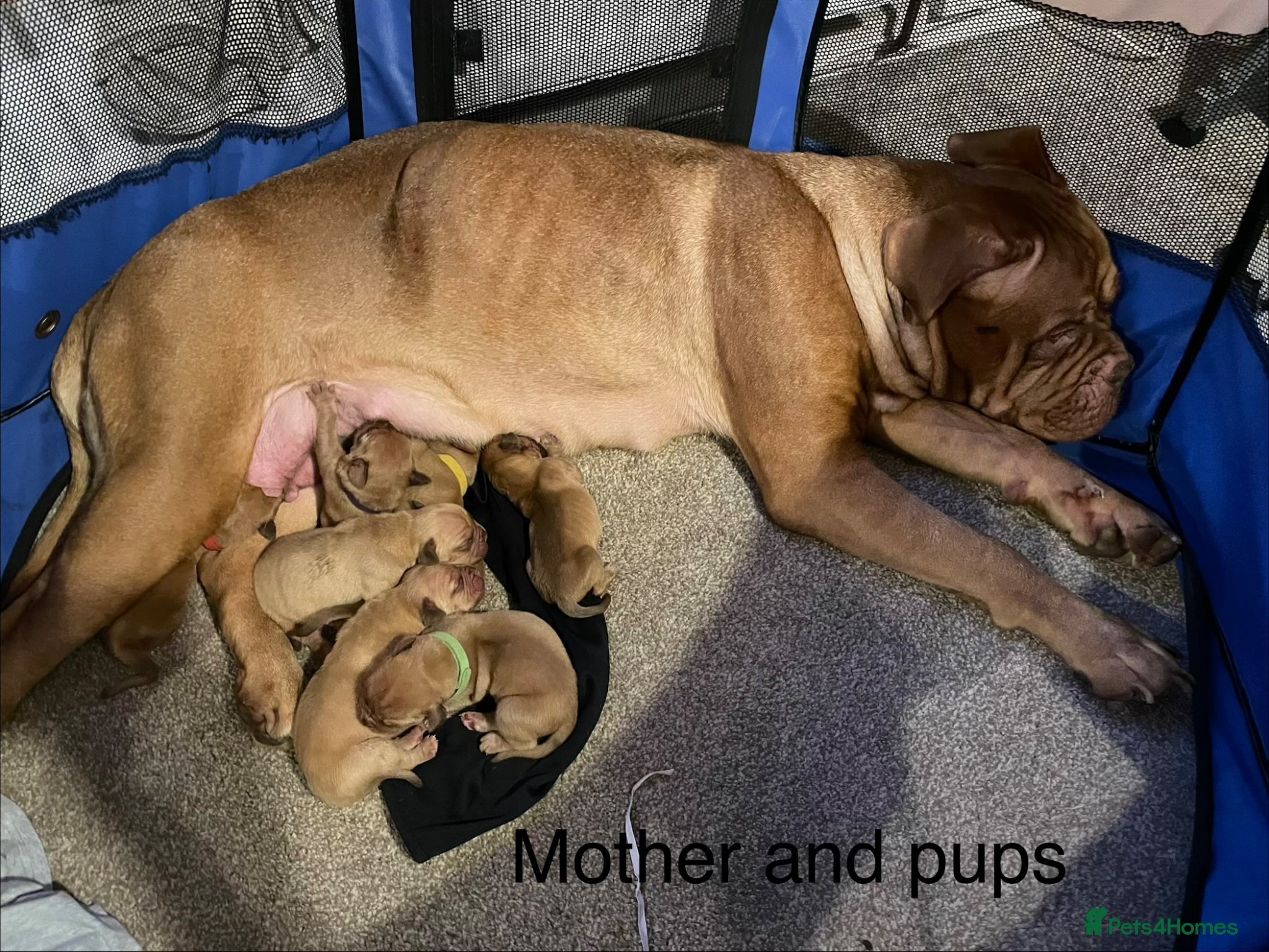 Dogue De Bordeaux dogs Dogue De Bordeaux Puppies - Advert 2