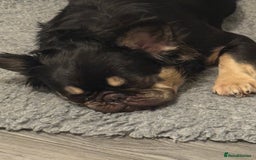 French Bulldog dogs for sale: My sweet fluffy French bulldog  - Image 4