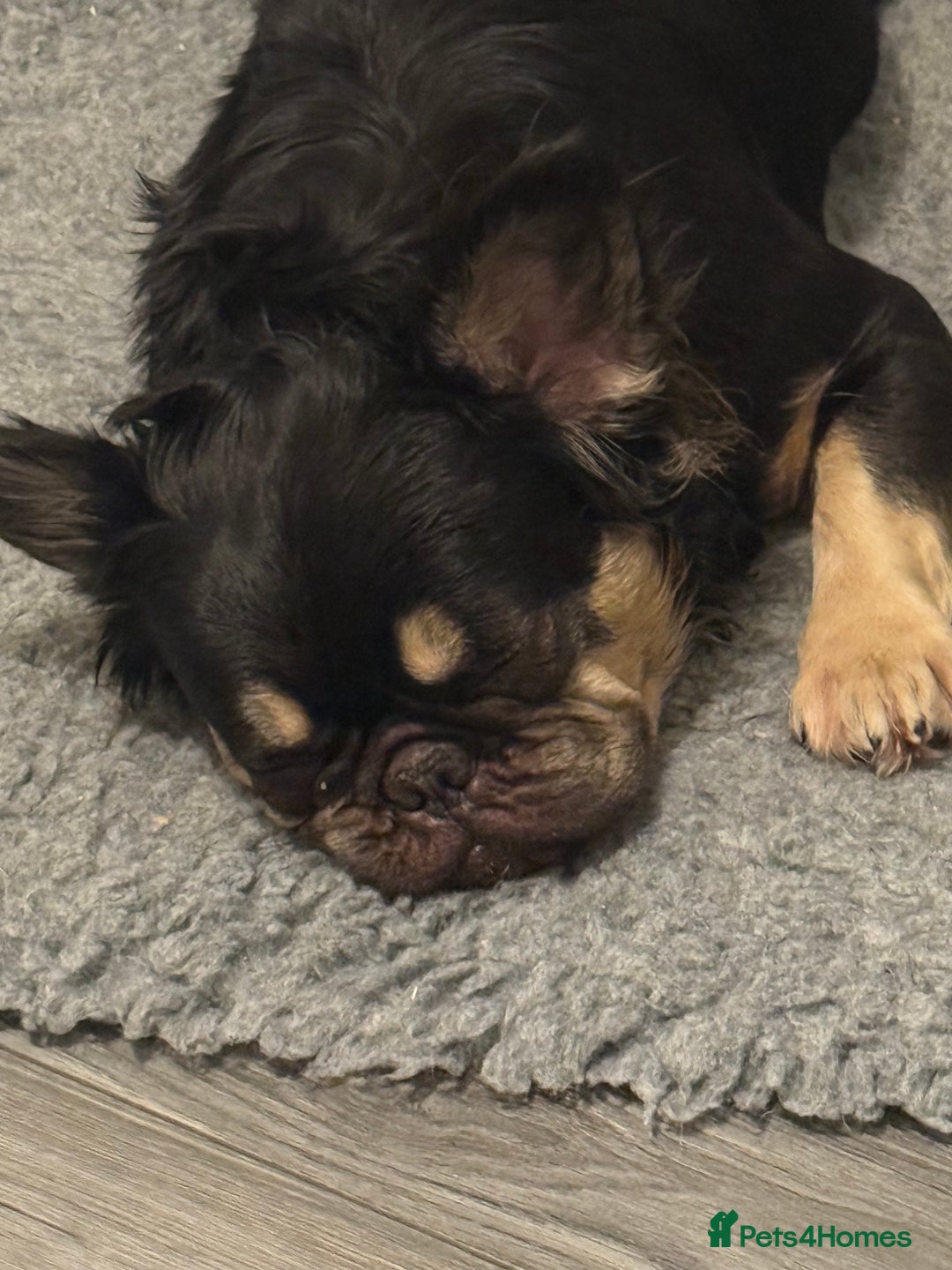 French Bulldog dogs for sale: My sweet fluffy French bulldog  - Image 4