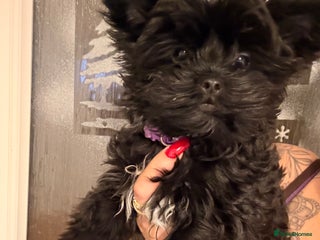 Yorkshire Terrier dogs 🖤Beautiful girl ready to leave 🖤 - Advert 3