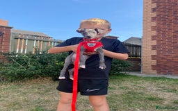 Italian Greyhound dogs for sale: Last blue boy kc reg ready now fully vaccinated  - Image 9