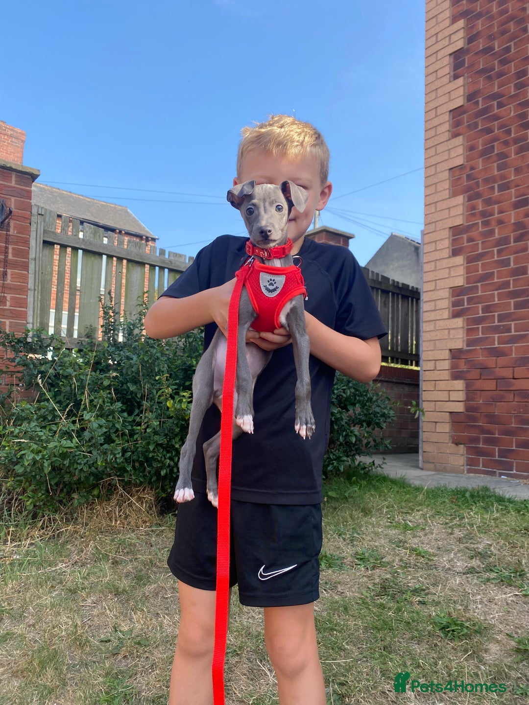Italian Greyhound dogs for sale: Last blue boy kc reg ready now fully vaccinated  - Image 9