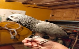 Parrots birds for sale: African Grey Parrot - Image 5