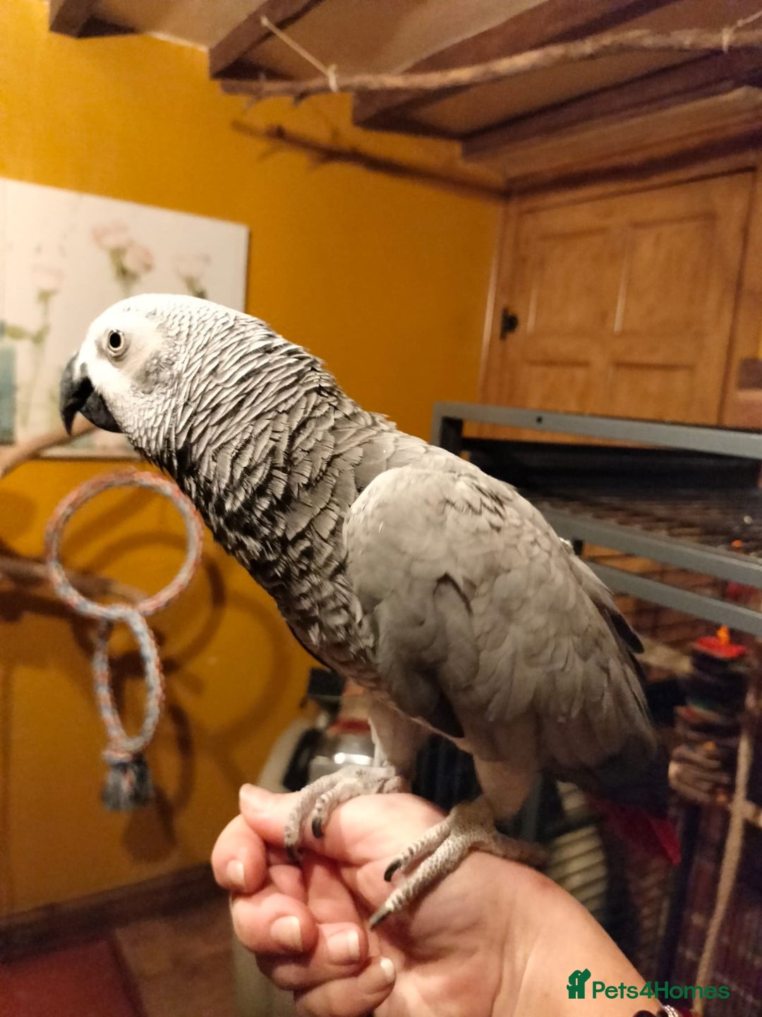 Parrots birds for sale: African Grey Parrot - Image 5