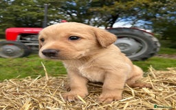 Labrador Retriever dogs for sale: Labrador retriever puppies for sale  - Image 15