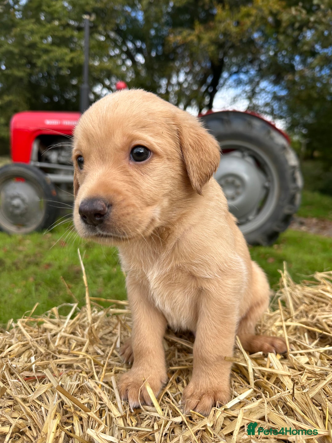 Labrador Retriever dogs for sale: Labrador retriever puppies for sale  - Image 15