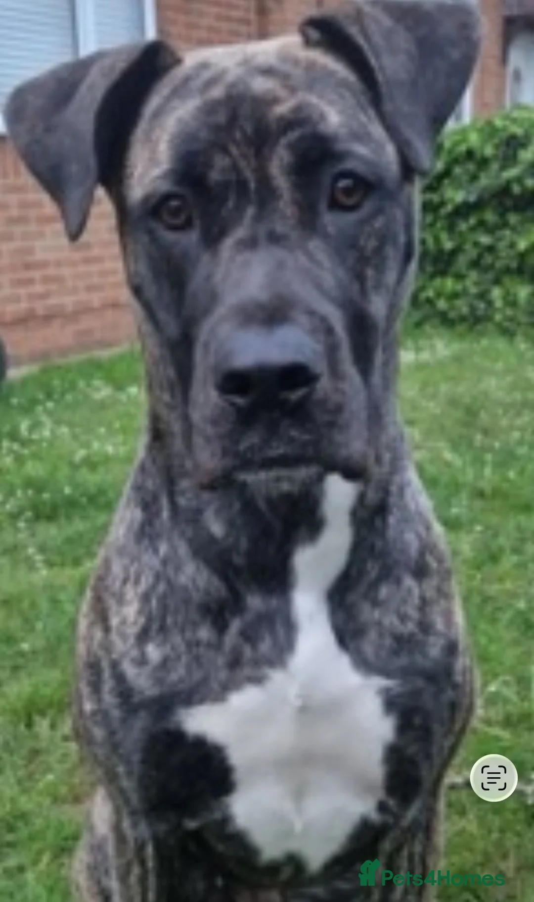 Mixed Breed dogs for sale: Great Dane x English Mastiff - Advert 4