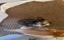 Mixed Breed cats for sale: 2 Beautiful Black (and ginger spots) Girl Kittens - Image 8