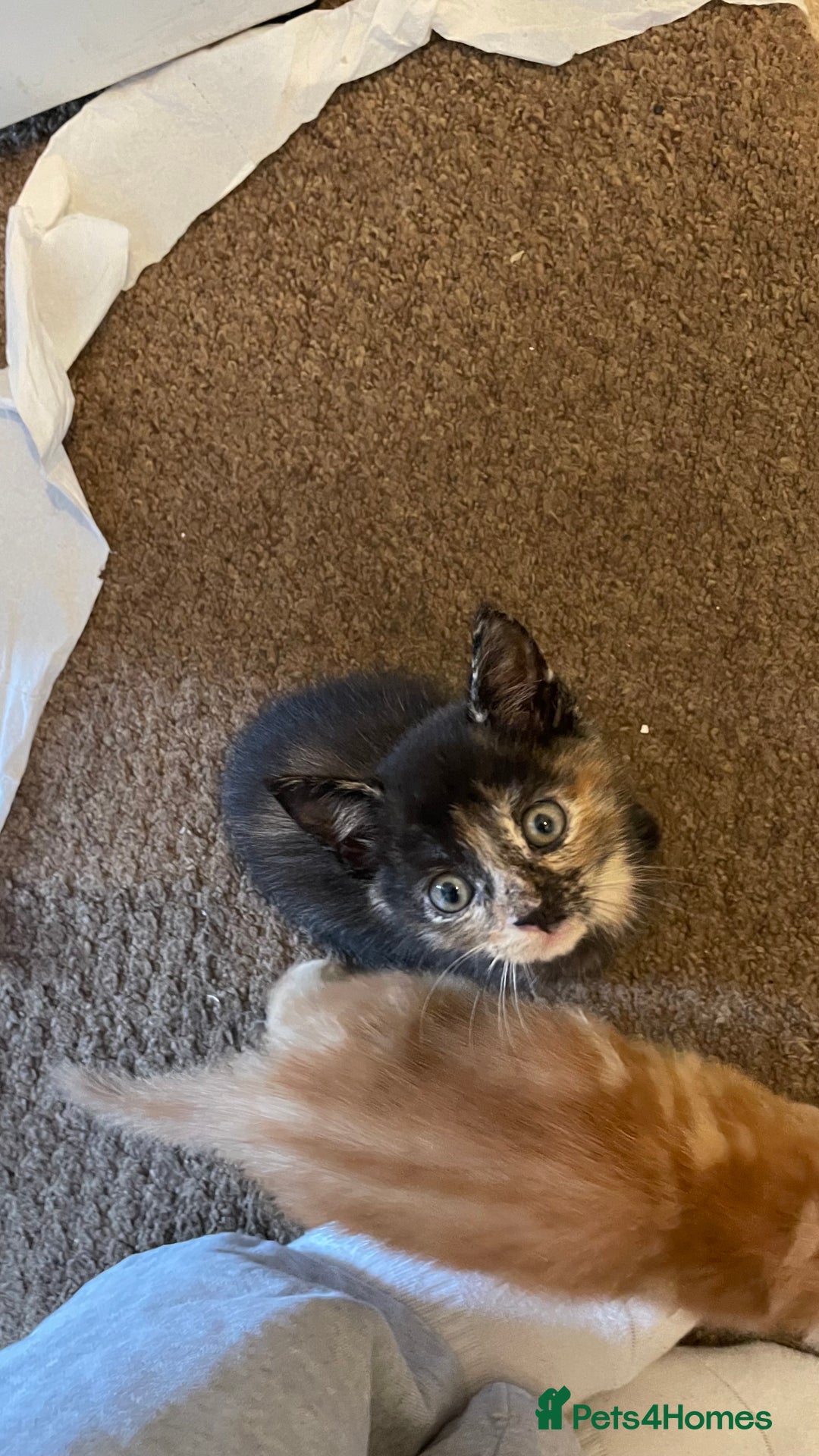 Mixed Breed cats for sale: 2 Beautiful Black (and ginger spots) Girl Kittens - Image 8