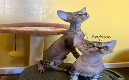 Devon Rex cats for sale: Devon Rex girl, excellent type  - Image 3