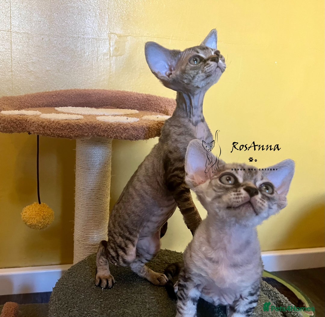 Devon Rex cats for sale: Devon Rex girl, excellent type  - Image 3